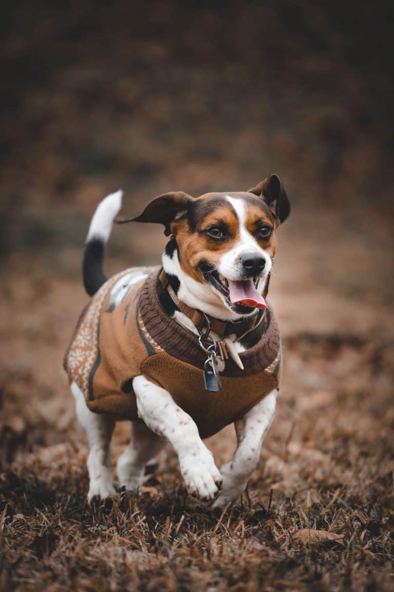 15 Sites To Make Print On Demand Pet Products Passive Marketeer