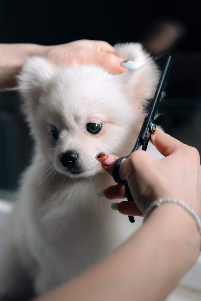 13 Best Side Hustles For Barbers Offer pet grooming services for cats and dogs